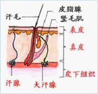 发病原因.jpg